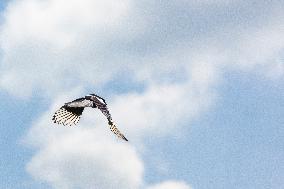 Pica pica, Eurasian magpie, Common magpie, animal, nature