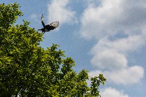 Pica pica, Eurasian magpie, Common magpie, animal, nature, tree