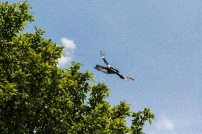 Pica pica, Eurasian magpie, Common magpie, animal, nature, tree