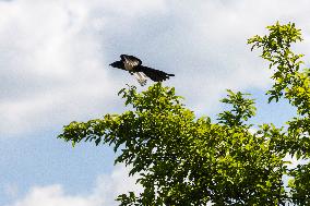 Pica pica, Eurasian magpie, Common magpie, animal, nature, tree