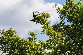 Pica pica, Eurasian magpie, Common magpie, animal, nature, tree