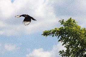 Pica pica, Eurasian magpie, Common magpie, animal, nature, tree