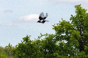 Pica pica, Eurasian magpie, Common magpie, animal, nature, tree