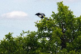 Pica pica, Eurasian magpie, Common magpie, animal, nature, tree