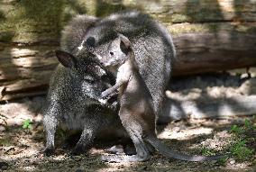 red-necked wallaby, Bennett's wallaby (Macropus rufogriseus)