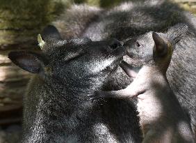 red-necked wallaby, Bennett's wallaby (Macropus rufogriseus)