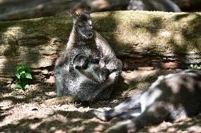 red-necked wallaby, Bennett's wallaby (Macropus rufogriseus)