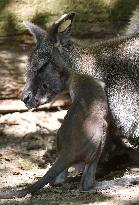 red-necked wallaby, Bennett's wallaby (Macropus rufogriseus)
