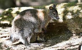 red-necked wallaby, Bennett's wallaby (Macropus rufogriseus)