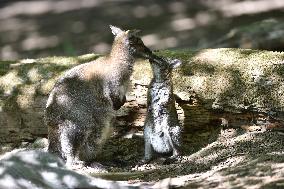 red-necked wallaby, Bennett's wallaby (Macropus rufogriseus)
