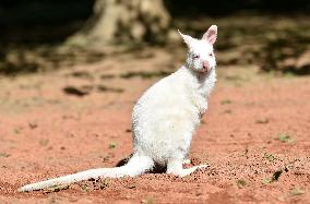 red-necked wallaby, Bennett's wallaby (Macropus rufogriseus)