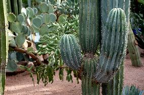 Majorelle garden
