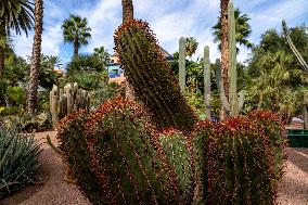 Majorelle garden