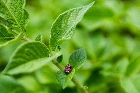 Ladybug, Coccinella septempunctata, animal, insect, nature, flowers, plants