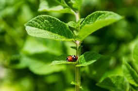 Ladybug, Coccinella septempunctata, animal, insect, nature, flowers, plants