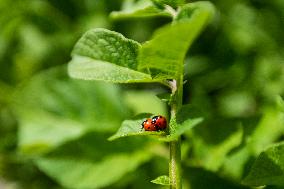 Ladybug, Coccinella septempunctata, animal, insect, nature, flowers, plants