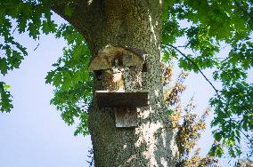 European Staring, Sturnus vulgaris, oak tree, bird nest box