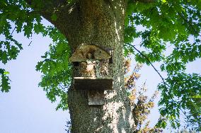 European Staring, Sturnus vulgaris, oak tree, bird nest box
