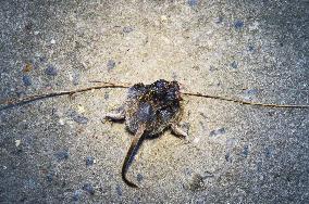 Common Vole, Microtus arvalis, dead mouse, killed, cat`s, cats prey