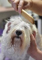 Dog Wellness hairdressing salon in Zlin, a schnauzer bitch washing and trimming the hair