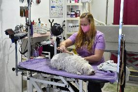 Dog Wellness hairdressing salon in Zlin, a schnauzer bitch washing and trimming the hair