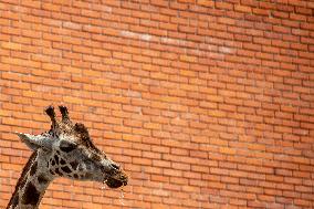 Rothschild's Giraffe, Giraffa camelopardalis rothschildi