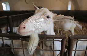 family goat farm Dvur Ratiborice