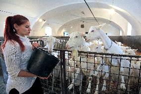 family goat farm Dvur Ratiborice