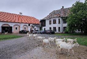 family goat farm Dvur Ratiborice