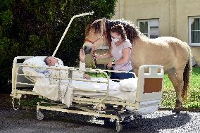 hippotherapy (equine-assisted therapy; EAT), horse, patient, hospital
