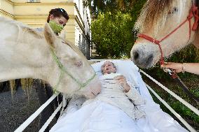 hippotherapy (equine-assisted therapy; EAT), horse, patient, hospital