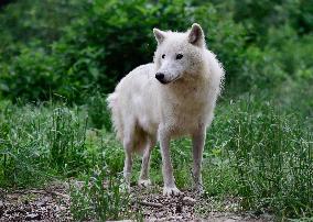 Hudson Bay wolf, ZOO Olomouc