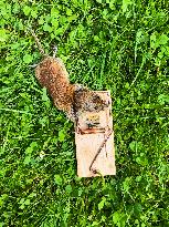 animal, dead mouse, mousetrap, trap, bait