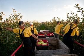 apple orchard; illustration