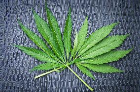 Cannabis sativa, indica, marihuana, hemp, ganja, plant, leaf, leaves