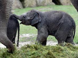 Asian elephant (Elephas maximus), elephants