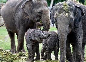 Asian elephant (Elephas maximus), elephants