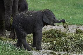 Asian elephant (Elephas maximus), elephants