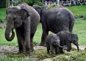 Asian elephant (Elephas maximus), elephants