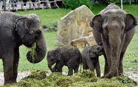 Asian elephant (Elephas maximus), elephants