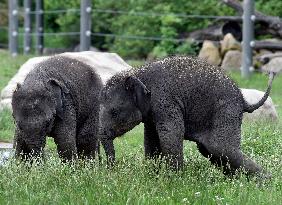 Asian elephant (Elephas maximus), elephants