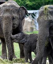 Asian elephant (Elephas maximus), elephants