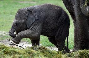 Asian elephant (Elephas maximus), elephants