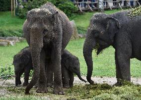 Asian elephant (Elephas maximus), elephants