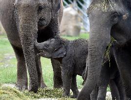 Asian elephant (Elephas maximus), elephants