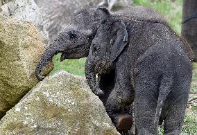 Asian elephant (Elephas maximus), elephants