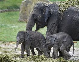 Asian elephant (Elephas maximus), elephants