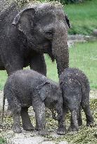 Asian elephant (Elephas maximus), elephants