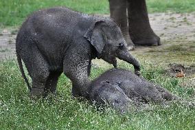 Asian elephant (Elephas maximus), elephants