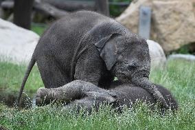 Asian elephant (Elephas maximus), elephants